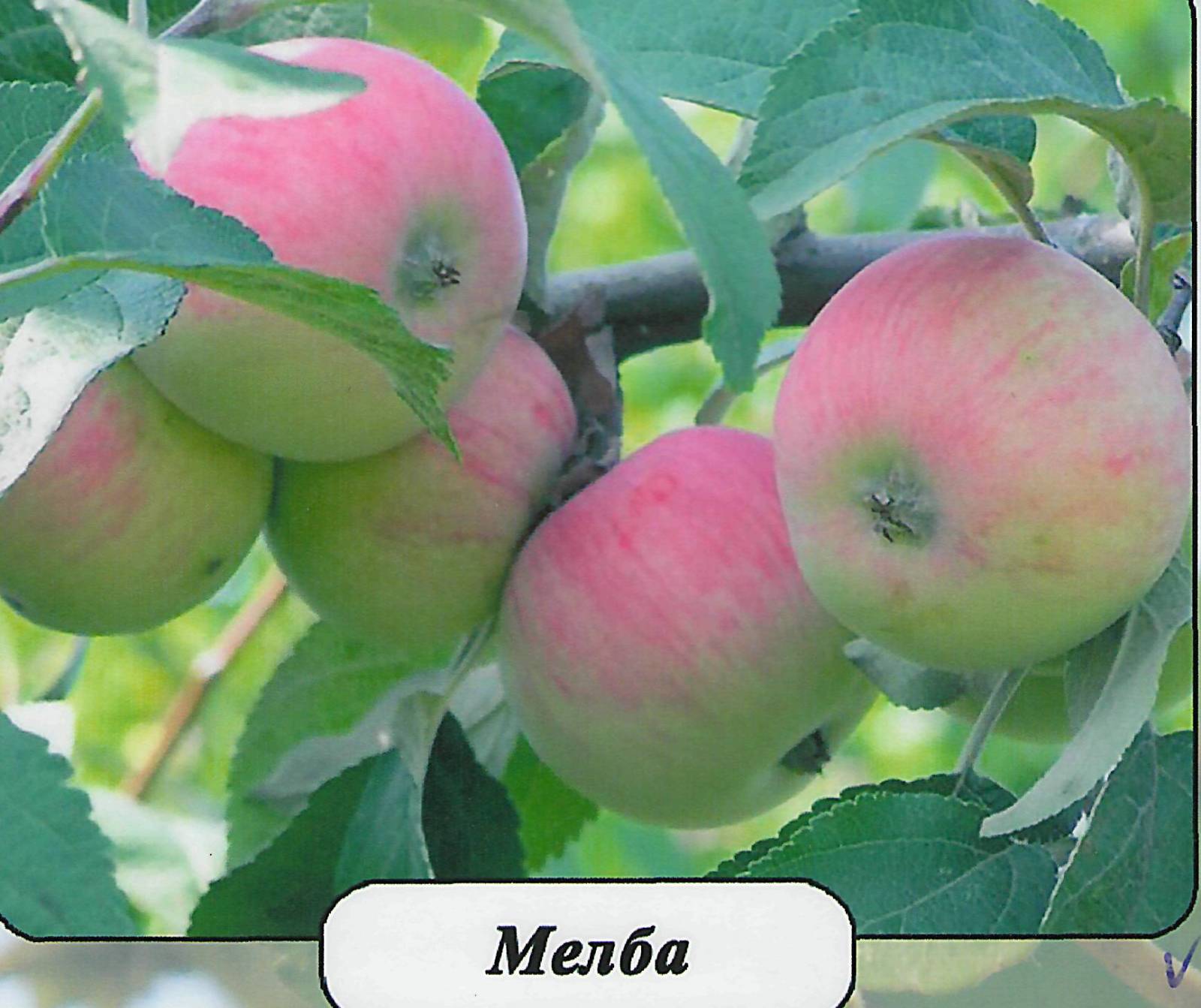Сорт мельба яблоко фото Сорт мельба яблоко фото